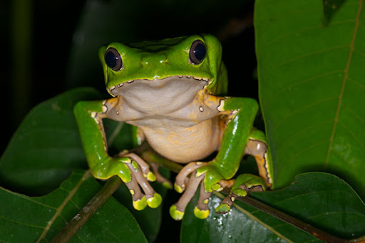 Phyllomedusa Bicolor — La Giant Leaf Frog